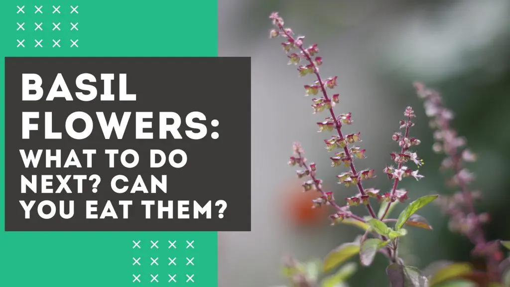 can you eat basil flowers