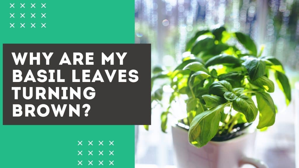 why are basil leaves turning brown