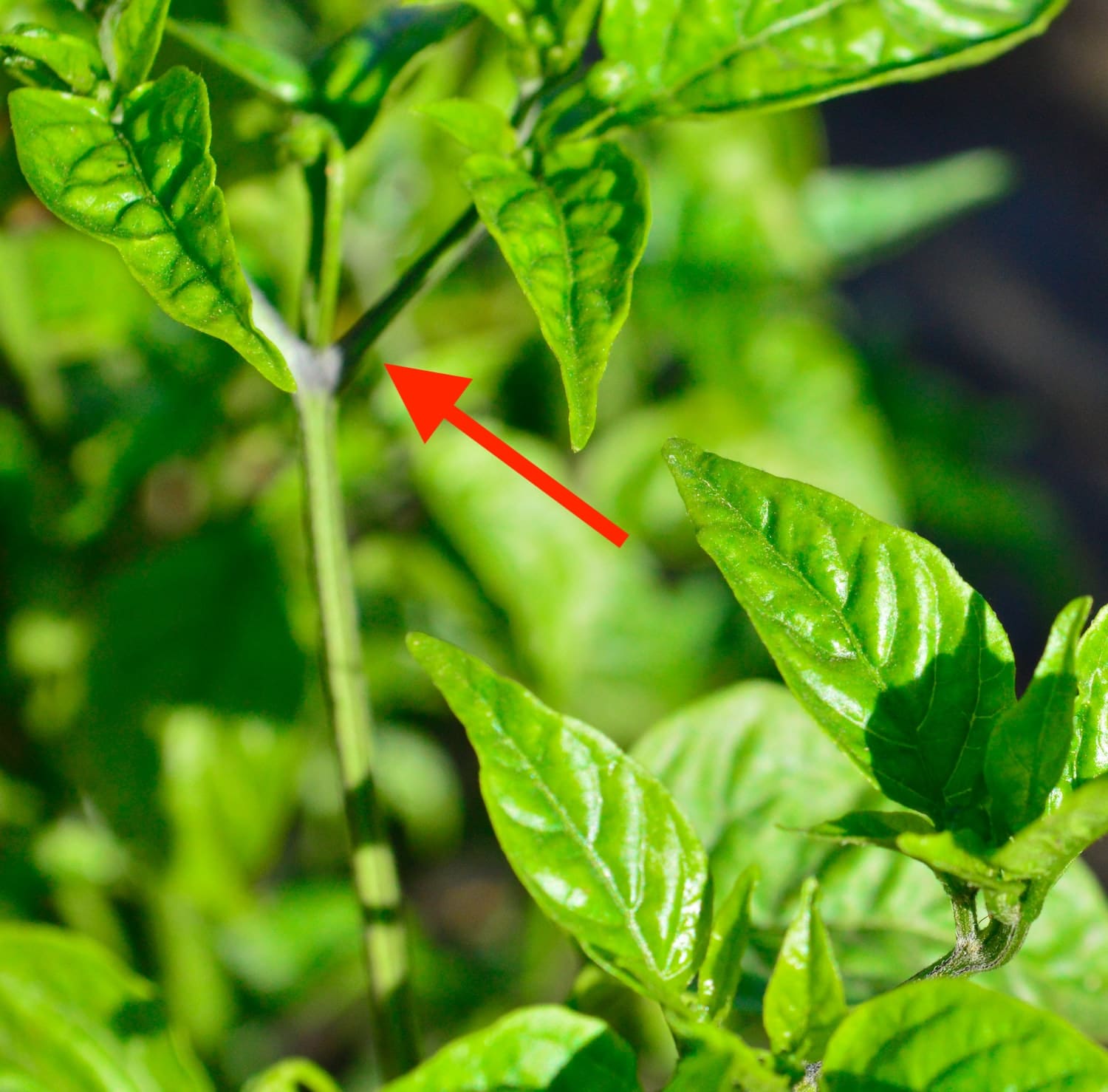 Basil Flowers Is Your Plant Dying? (3+ Ways to Prevent Them From