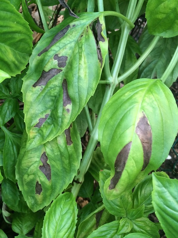 14+ Common Basil Problems & Pests [& How to Fix Them]