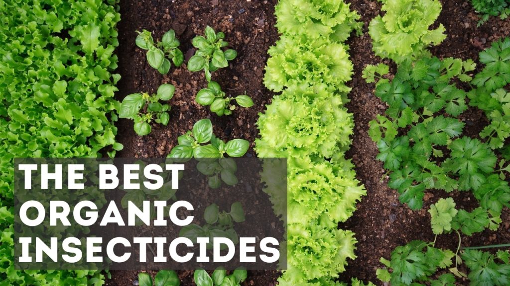 best organic insecticide for vegetable garden