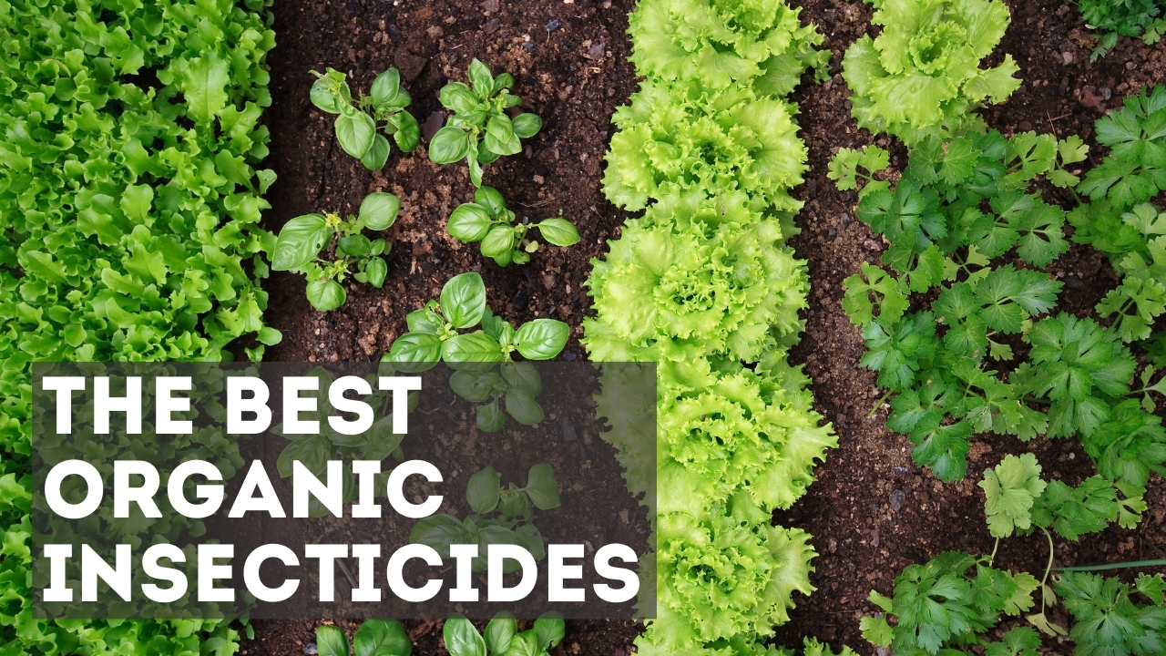 7-best-organic-insecticides-for-your-garden-in-2022