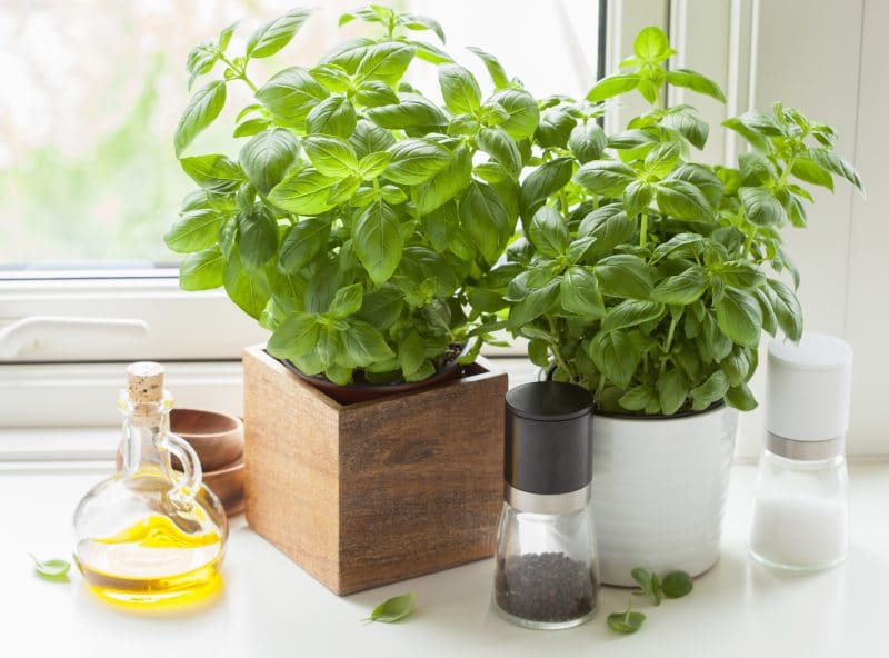 basil plant in pots