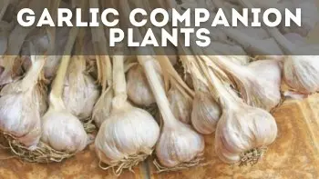 garlic companion planting