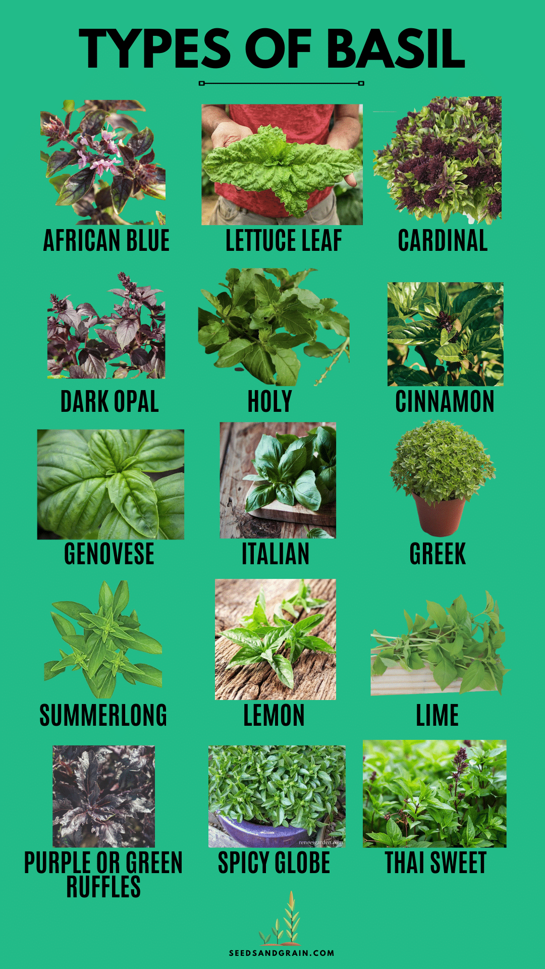 16 Types of Basil to Grow in Your Herb Garden (& Uses)