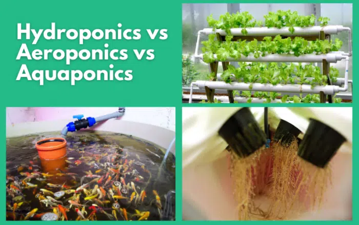 aeroponics vs hydroponics vs aquaponics