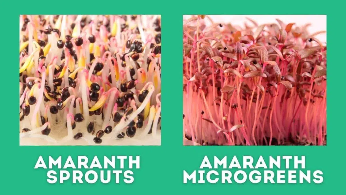 amaranth sprouts vs microgreens