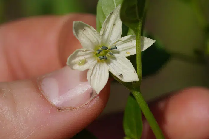 aphids on pepper flower