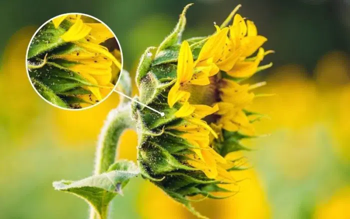 aphids on sunflowers