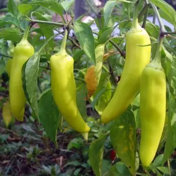 banana peppers