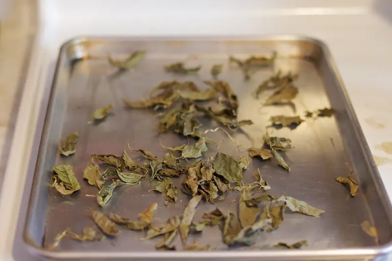 drying basil in the oven