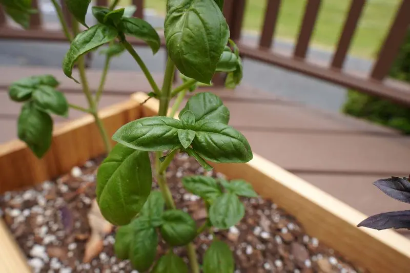 basil leaves