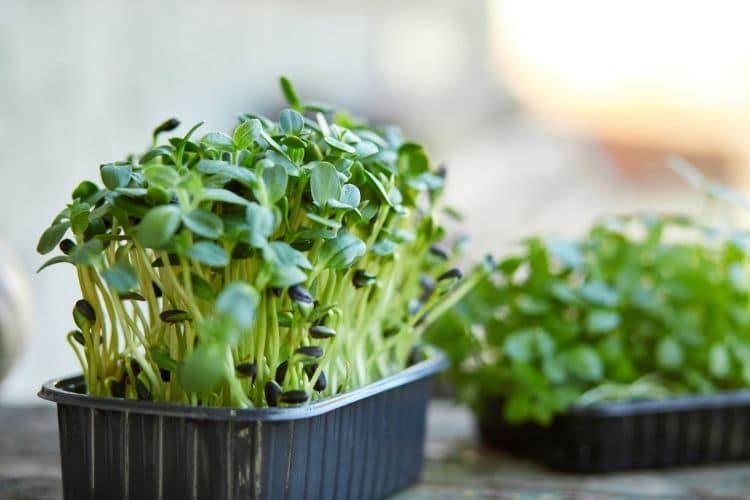 Basil Microgreens: How to Grow Micro Basil [& Storage Tips] - Seeds & Grain