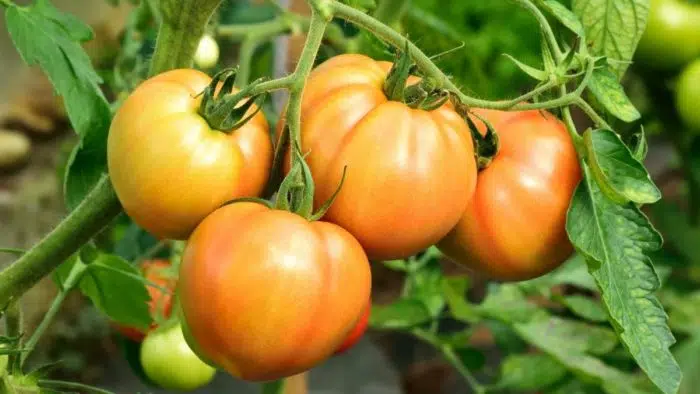 beefsteak indeterminate tomatoes