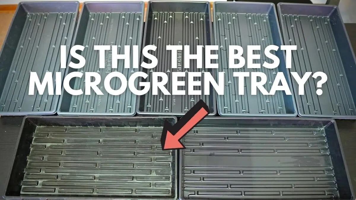 best microgreens trays