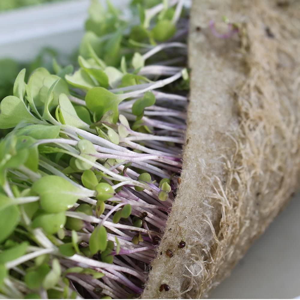 11 Best Growing Medium For Microgreens In 2022