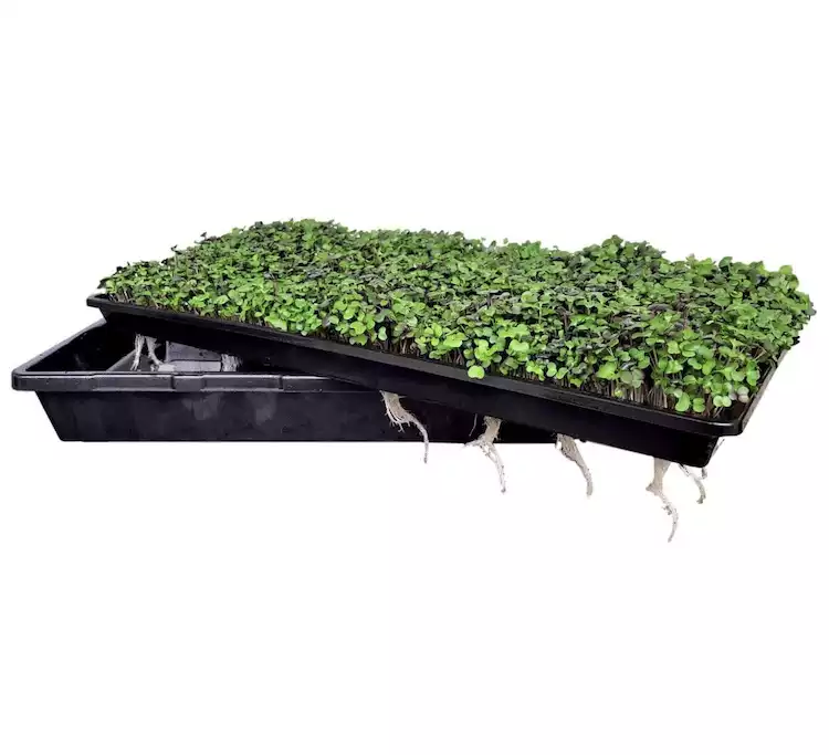 Bootstrap Farmer Shallow Microgreen Trays