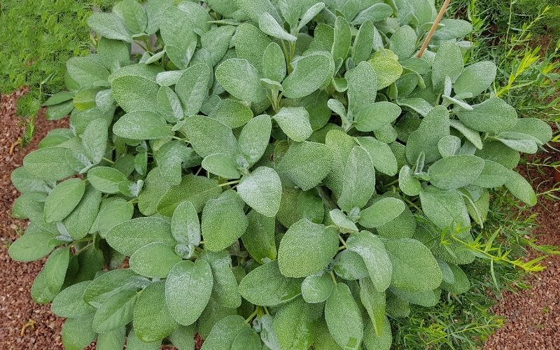 broadleaf sage