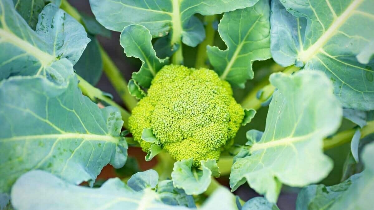 Aphids On Broccoli The 5 Best Ways To Get Rid Of And Prevent Them