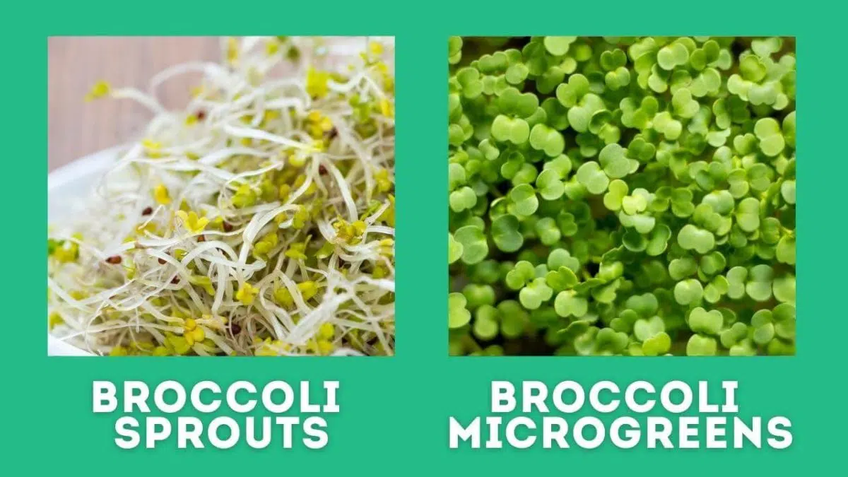 broccoli sprouts vs microgreens