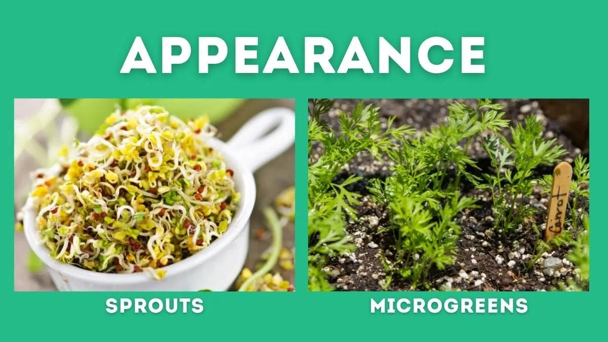 carrot microgreens vs sprouts 