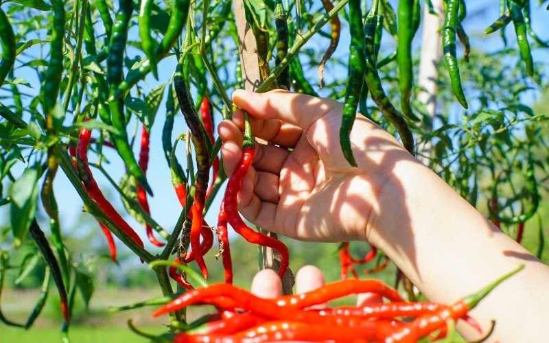 cayenne pepper plant