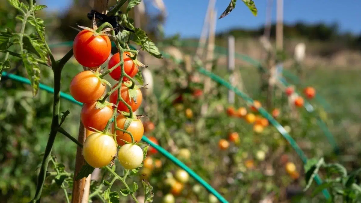 cherry tomatoes on the plant