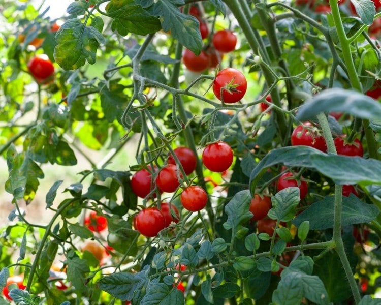 Which Tomatoes are Indeterminate? AZ List of Indeterminate Varieties