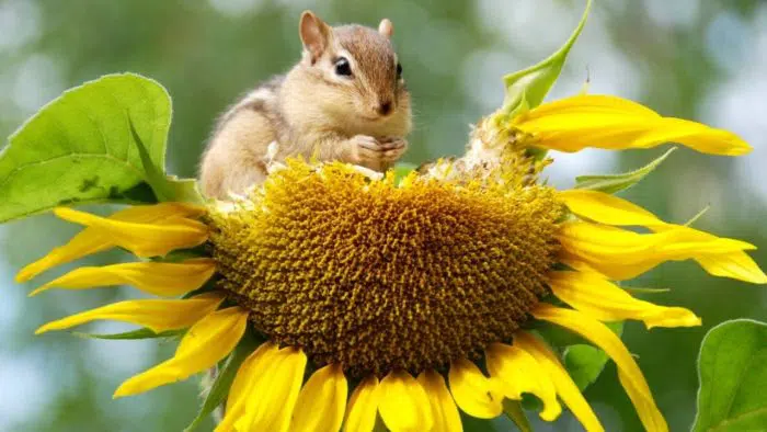 chipmunks eating sunflower plants