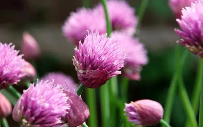 chive blossoms