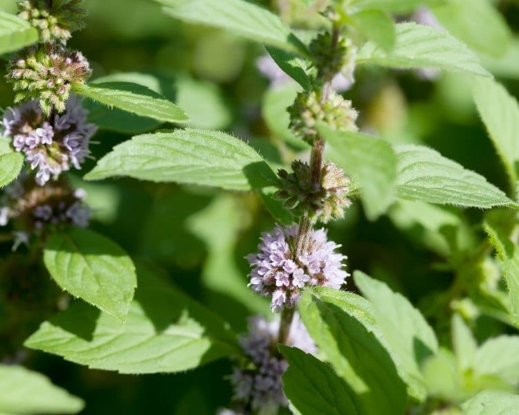 wild mint flowers pudina