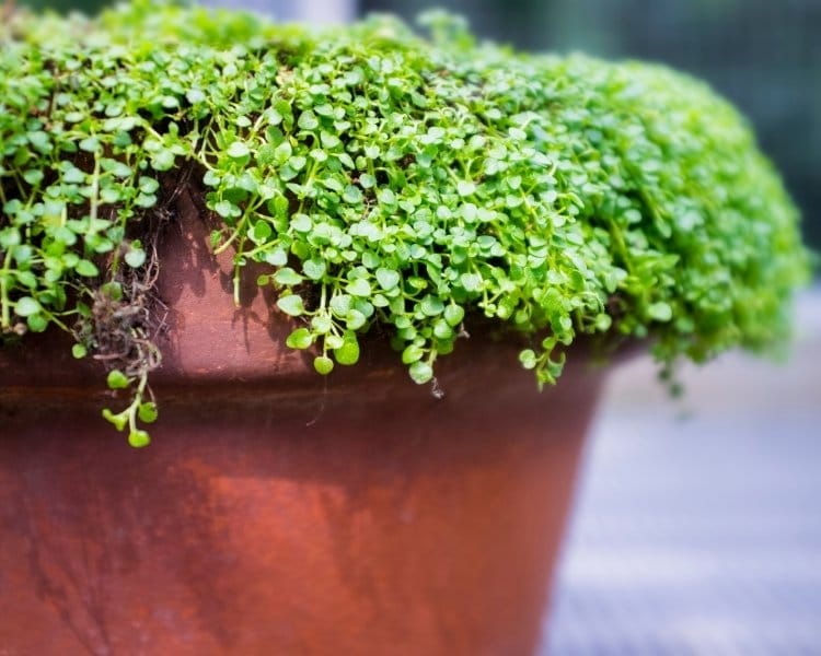 corsican mint in pot