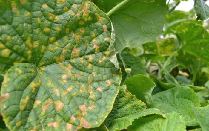 downy mildew