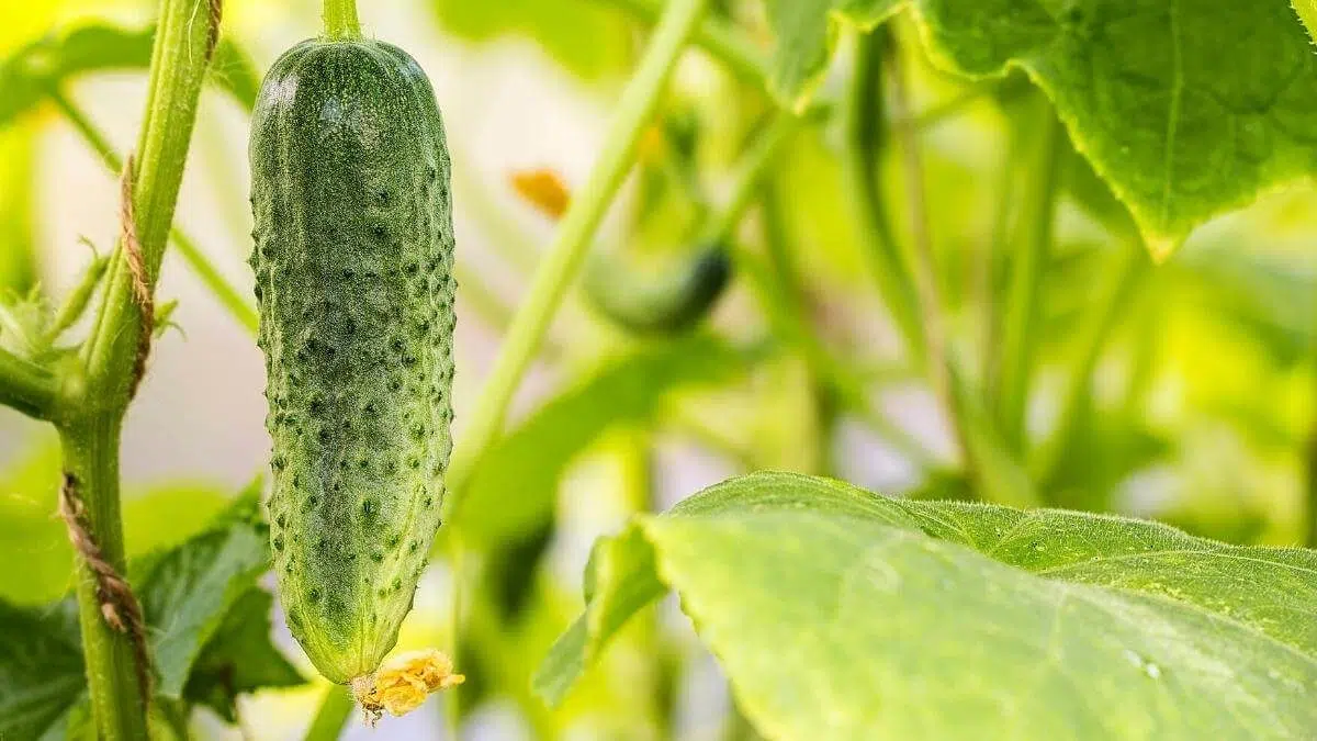 cucumber fertilizers make bigger cucumbers