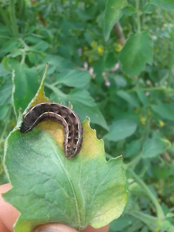 cutworm tomato leaf