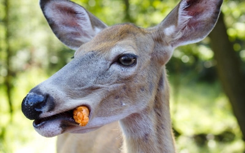 Do Deer Eat Carrots? & 7 Ways to Keep Them Out of the Garden