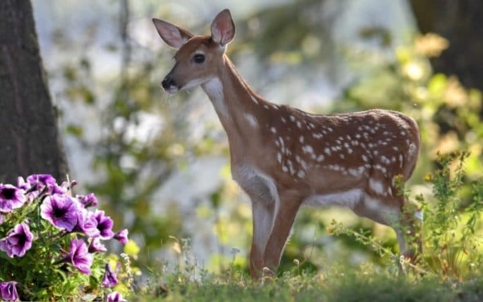 do deer eat petunias