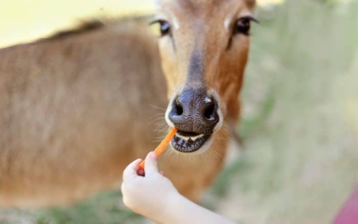 deer eating carrots