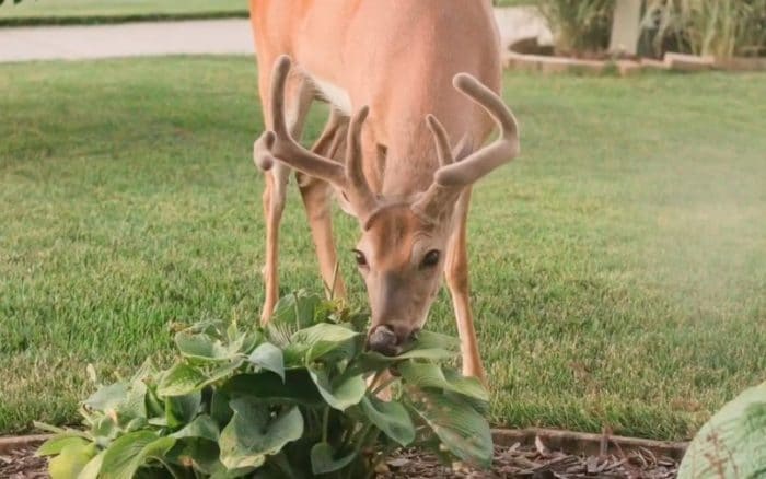 deer eating hostas