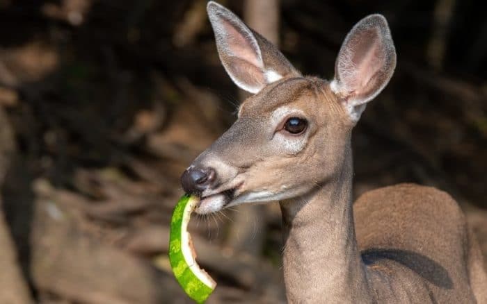 do deer eat watermelon