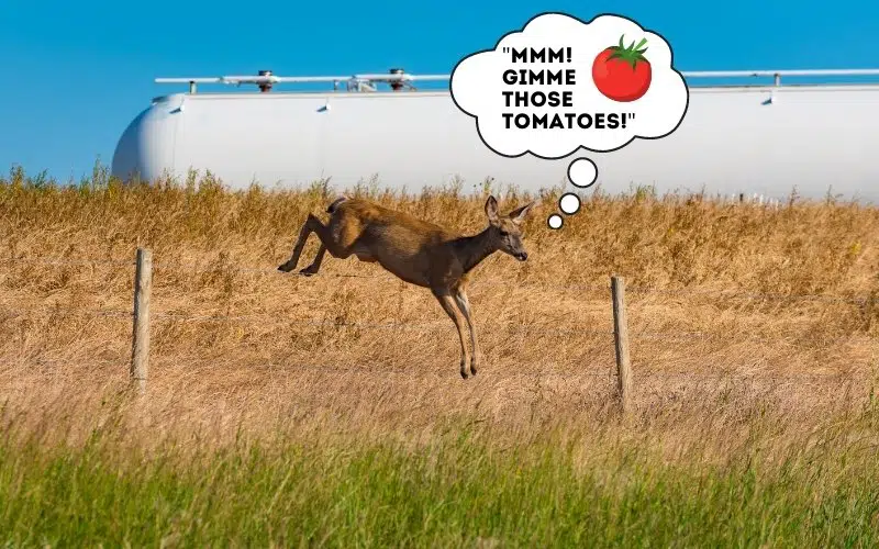 deer eating tomatoes