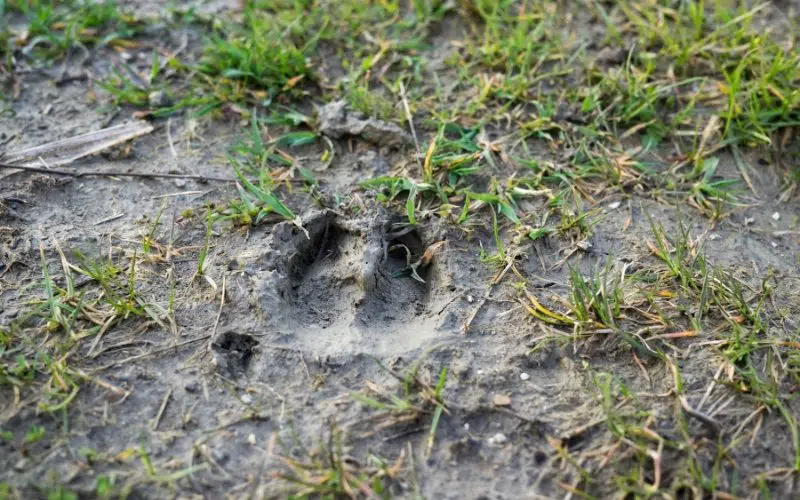 deer hooveprints in mud