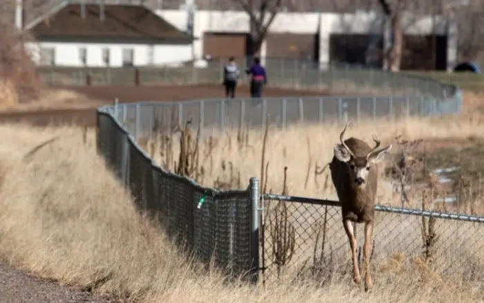 deer jumping fence