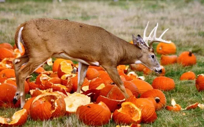 deer eating pumpkins