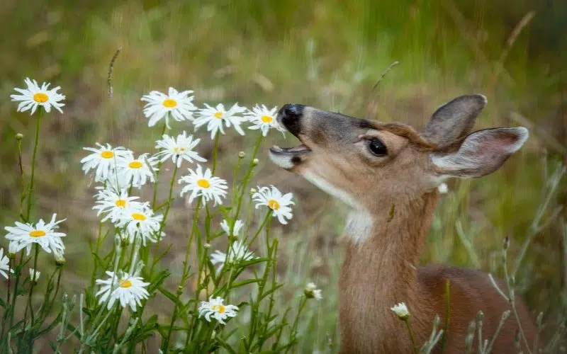 deer eating flowers