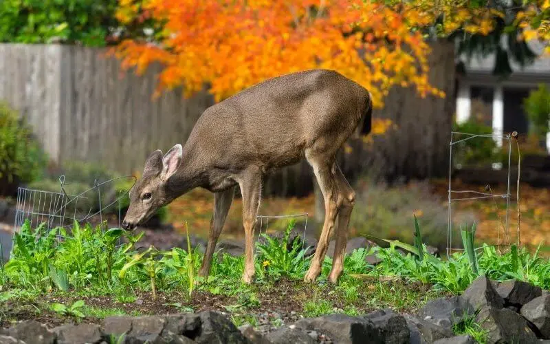 deer in the garden