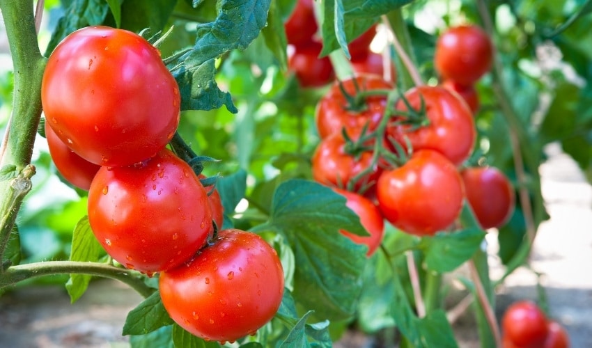 Which Tomatoes are Determinate? A-Z List of Determinate Varieties ...