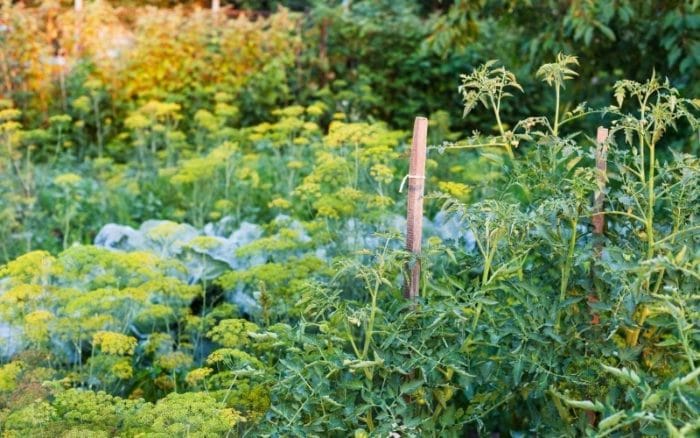 dill companion plants