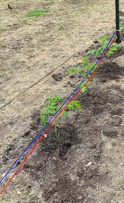 florida weave tomato trellis