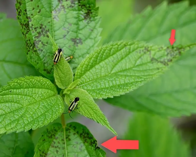 fourlined plant bug damage